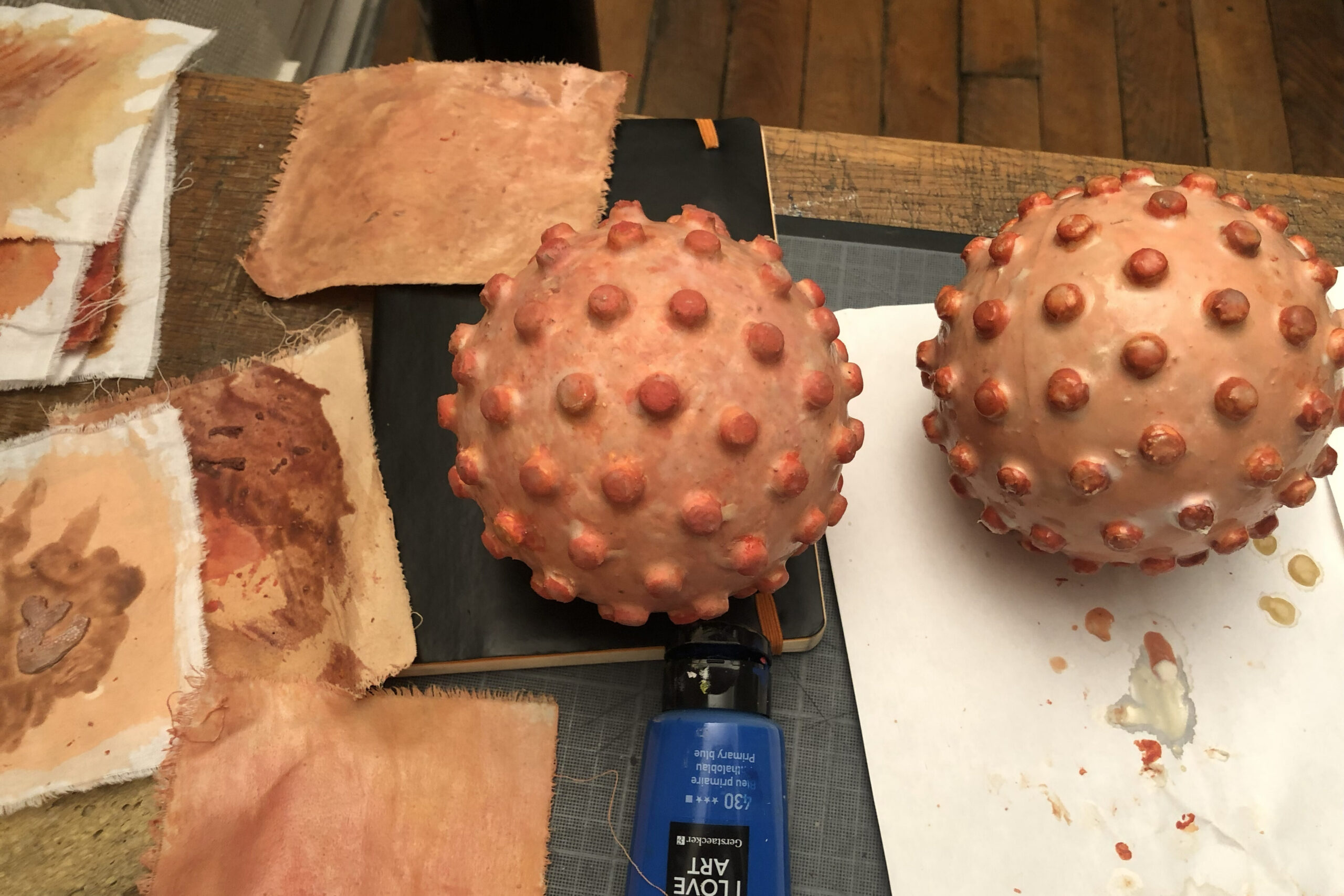 Oeufs de tardigrades en cours de fabrication